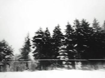 Trees in forest against clear sky during winter