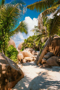 View of palm trees by rocks