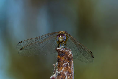 Close-up of dragonfly on twig