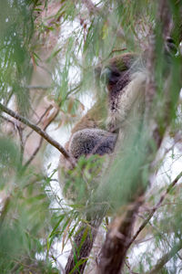 Low angle view of lizard on tree