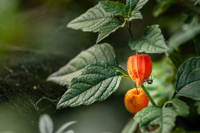 Close-up of red berries growing on plant