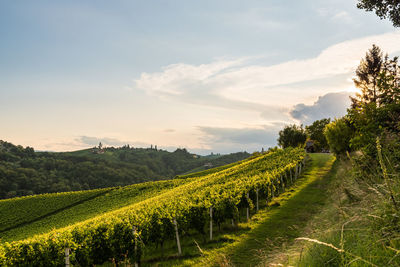 Scenic view of vineyard against sky