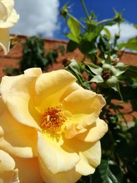 Close-up of yellow rose flower