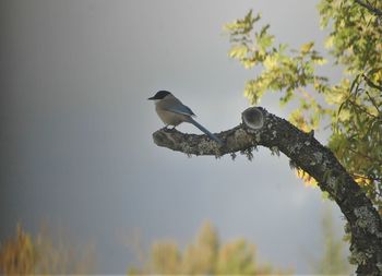 Low angle view of bird perching on a tree