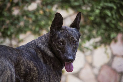 Close-up of black dog looking away