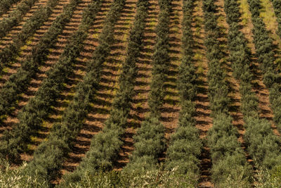 Full frame shot of olives plantation 