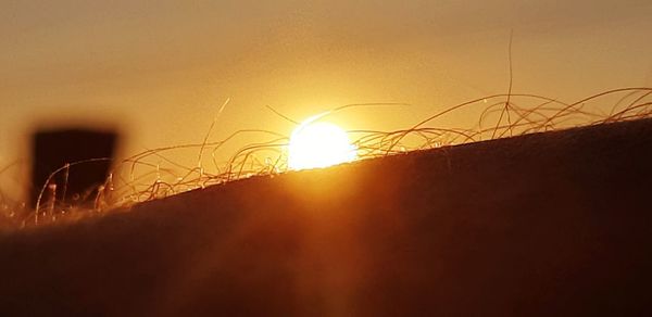 Close-up of silhouette plants against sky during sunset