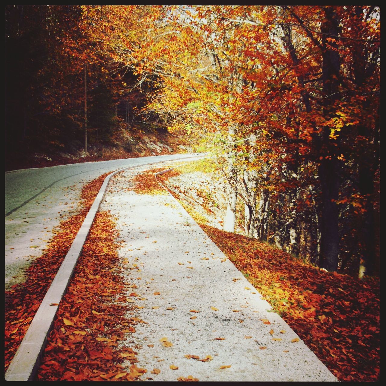 transfer print, tree, the way forward, auto post production filter, autumn, diminishing perspective, vanishing point, tranquility, nature, transportation, change, season, footpath, growth, outdoors, road, day, tranquil scene, no people, forest