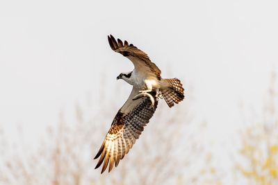 Low angle view of eagle flying in sky