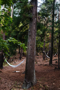 Trees in forest