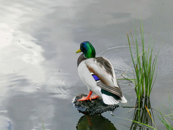 Duck swimming in a lake