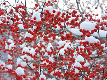 Close-up of snow on tree