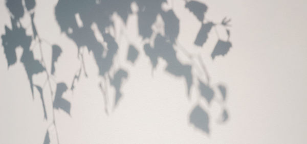 Low angle view of person against white background