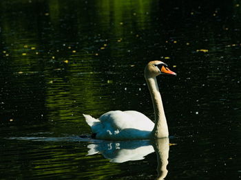 Duck swimming in lake