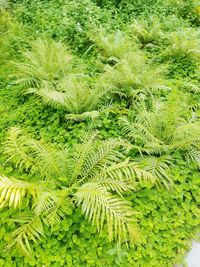 Full frame shot of green plants
