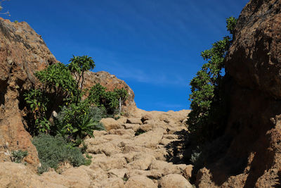 Trees growing on rock against sky