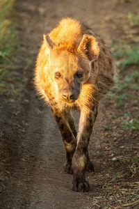 Spotted hyena walks on track towards camera