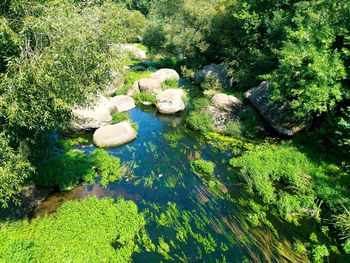 High angle view of plants growing on rock