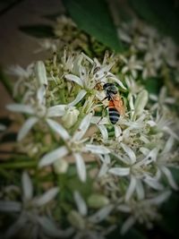 High angle view of ladybug on flower