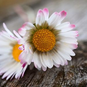 Close-up of pink flower