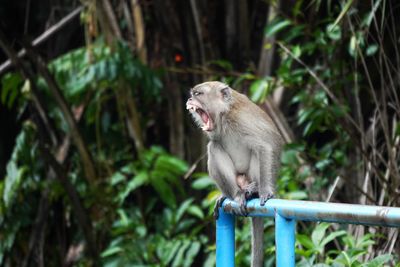 View of monkey on tree