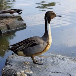 Close-up of duck swimming on lake