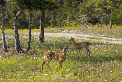 Two adorable fawn siblings standing in wildflowers next to a dirt road in anticosti island