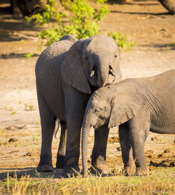 Elephants drinking water