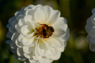 Close-up of bee on white flower