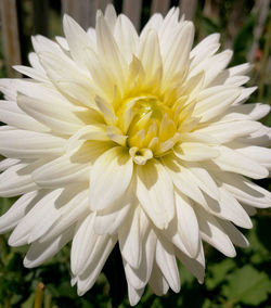 Close-up of white flower blooming outdoors