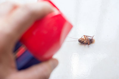 Close-up of hand holding insect killer