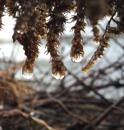 Close-up of frozen plant