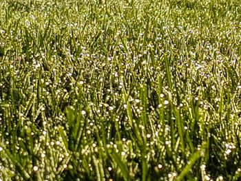 Full frame shot of plants growing on field