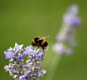 Close-up of bee on purple flower