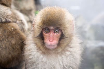 Portrait of monkey