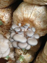 Close-up of fungus