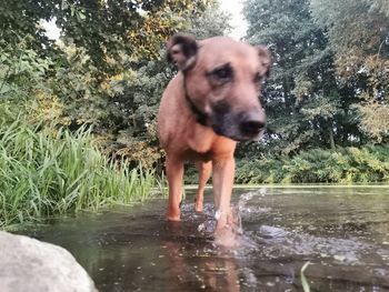 Dog standing in a lake