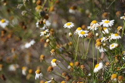 Close-up of white flowering plants