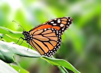 Close-up of butterfly pollinating flower
