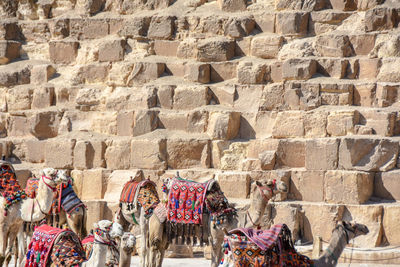 Camels relaxing in front of great pyramids