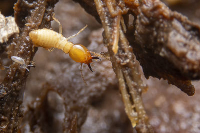 Close-up of insect on leaf