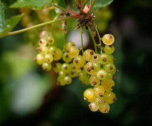 Close-up of berries growing on tree