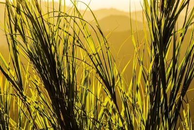 Close-up of crops growing on field