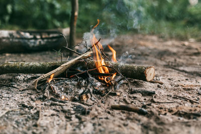 A large bonfire in the forest, close-up