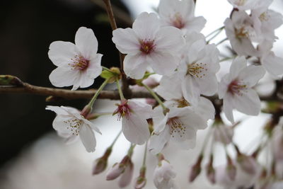 Close-up of white flowers