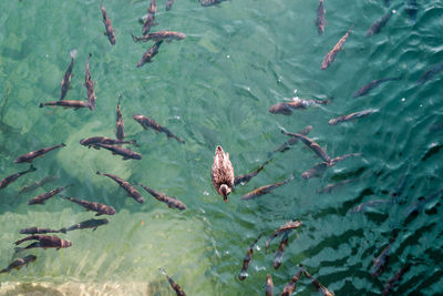 High angle view of mallard ducks swimming in lake