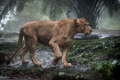 animal