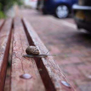 Snail on wooden bench