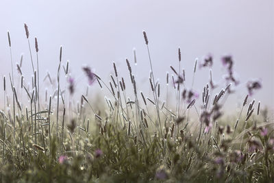 Close-up of purple flowering plants on field against clear sky