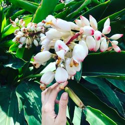 Close-up of hand holding flowers